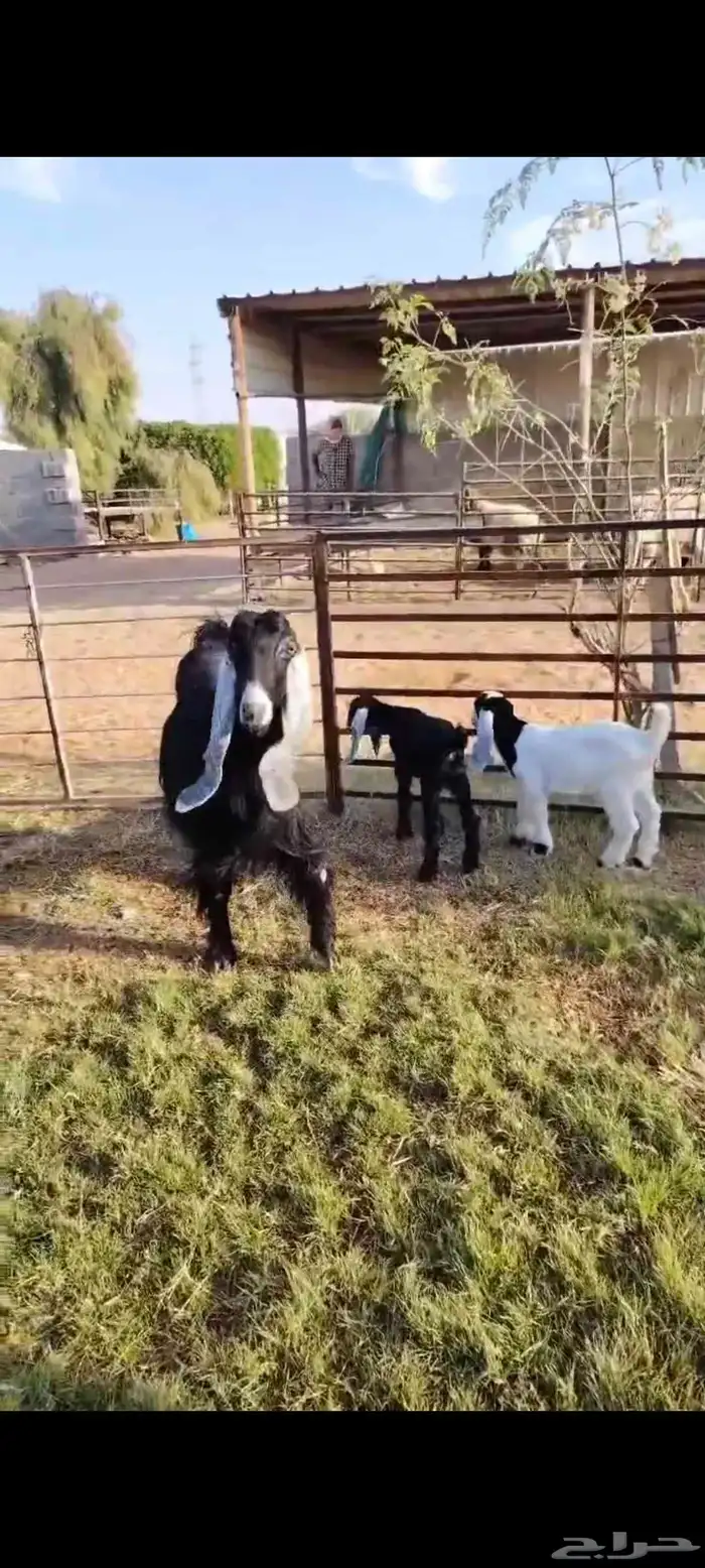 عارضيه فاخره متاومه بتيس وجفره 1