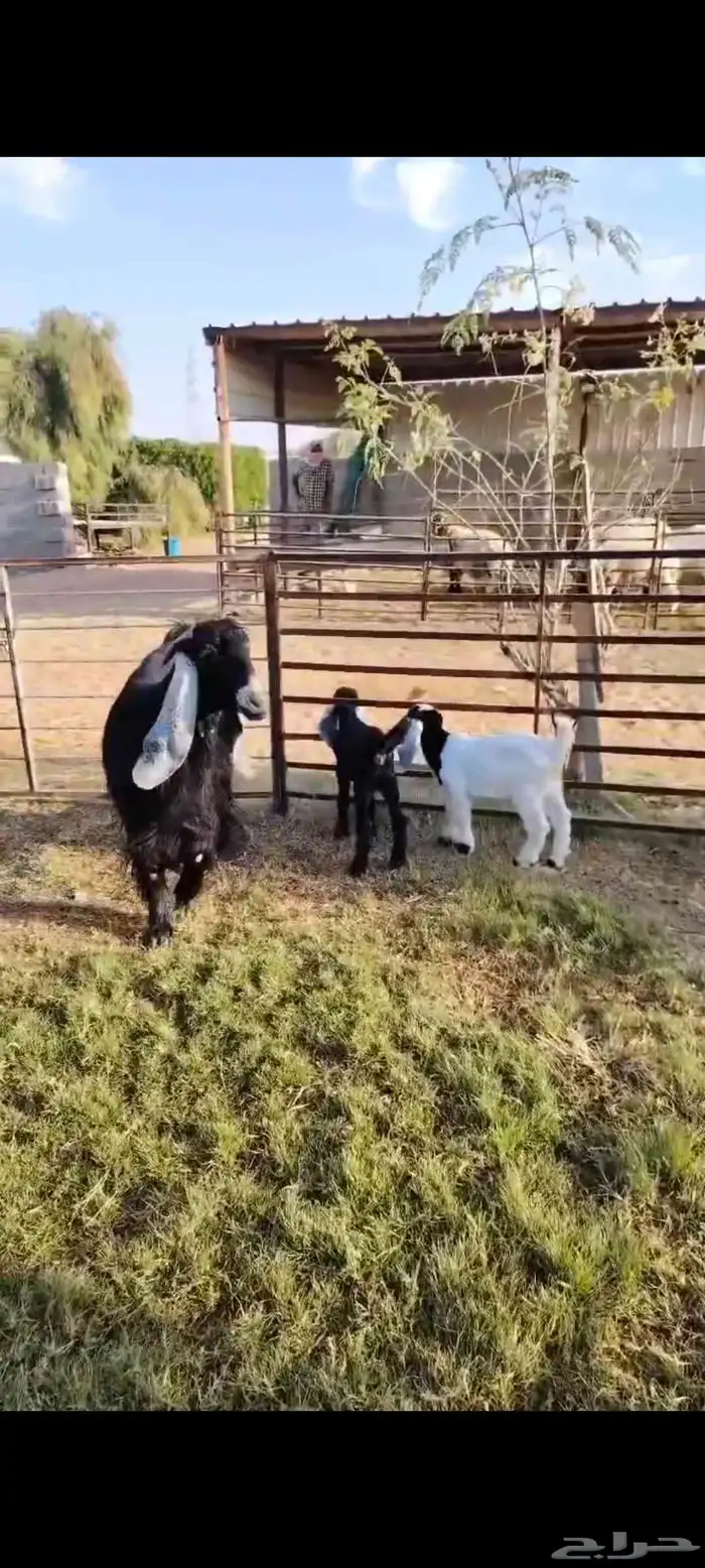 عارضيه فاخره متاومه بتيس وجفره 3