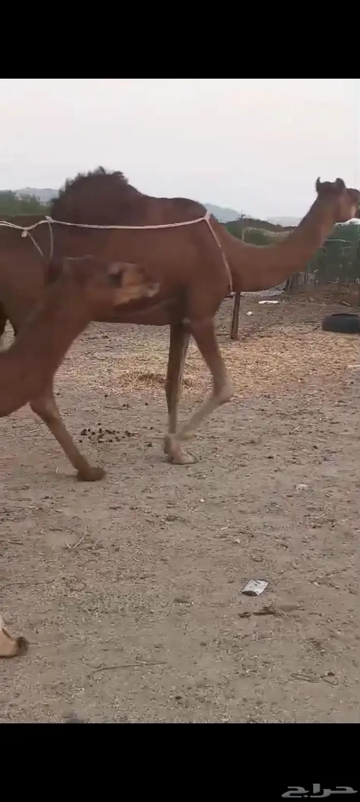 خلفه منيحه ب 9500 7