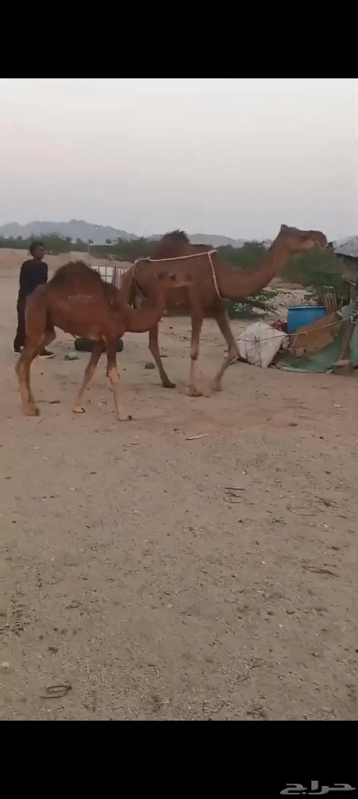 خلفه منيحه ب 9500 0