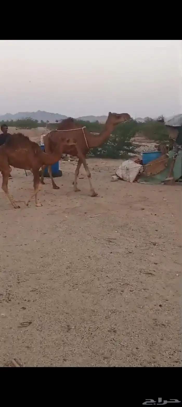 خلفه منيحه ب 9500 1