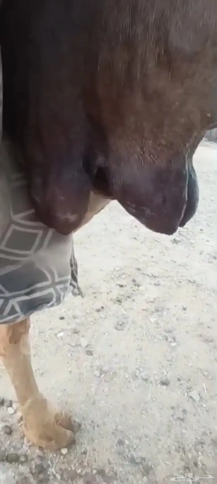 خلفه منيحه ب 9500 2