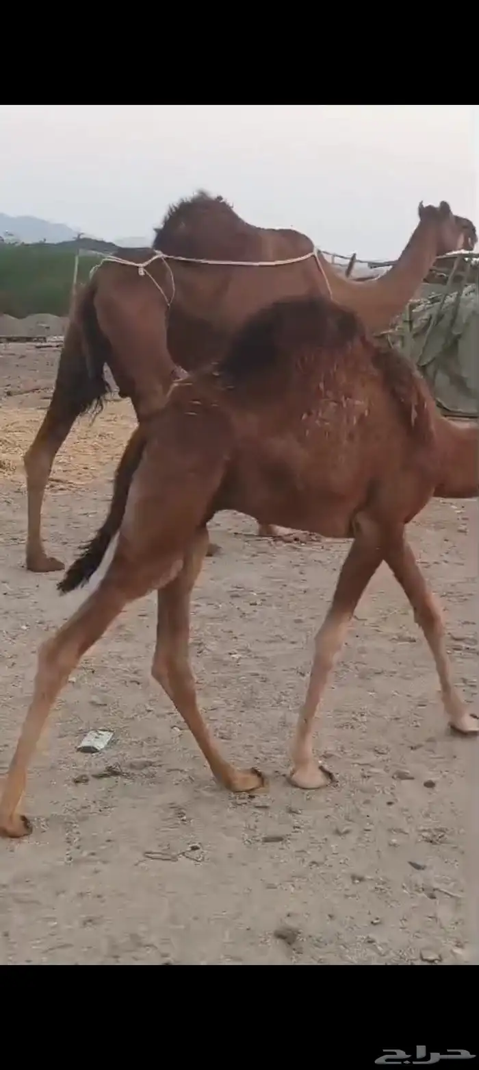 خلفه منيحه ب 9500 5