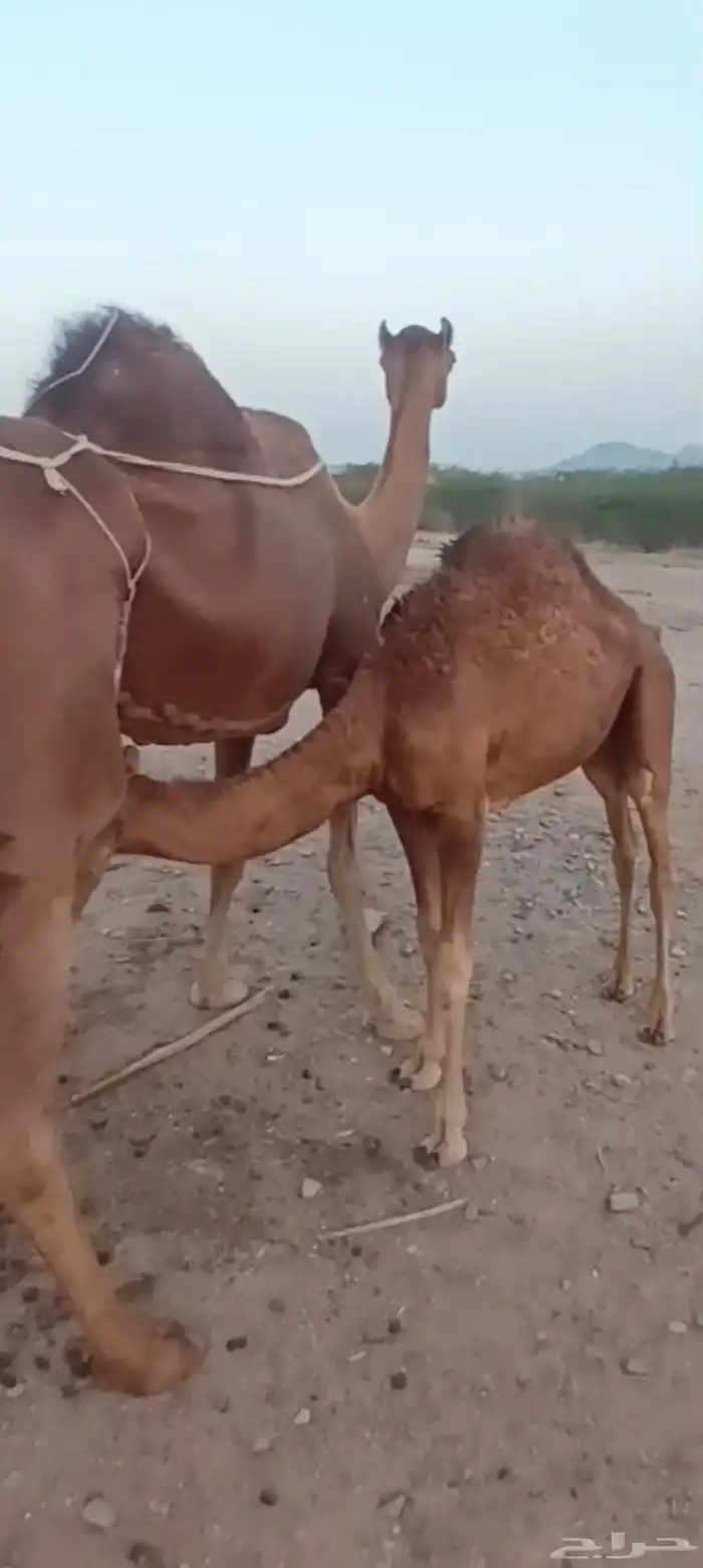 خلفه منيحه ب 9500 4