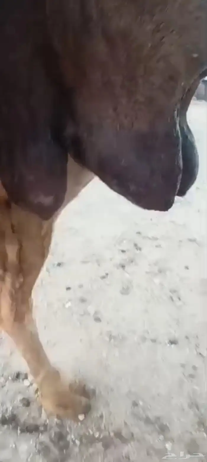 خلفه منيحه ب 9500 3