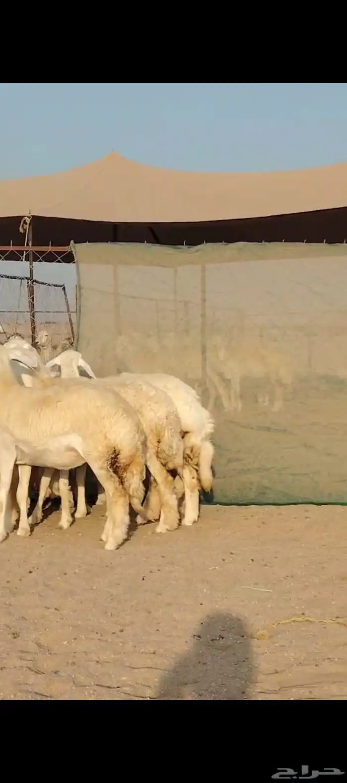 غنم حريات رخال جدعات 7