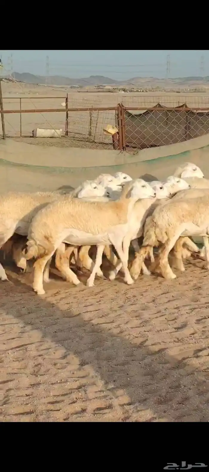 غنم حريات رخال جدعات 2