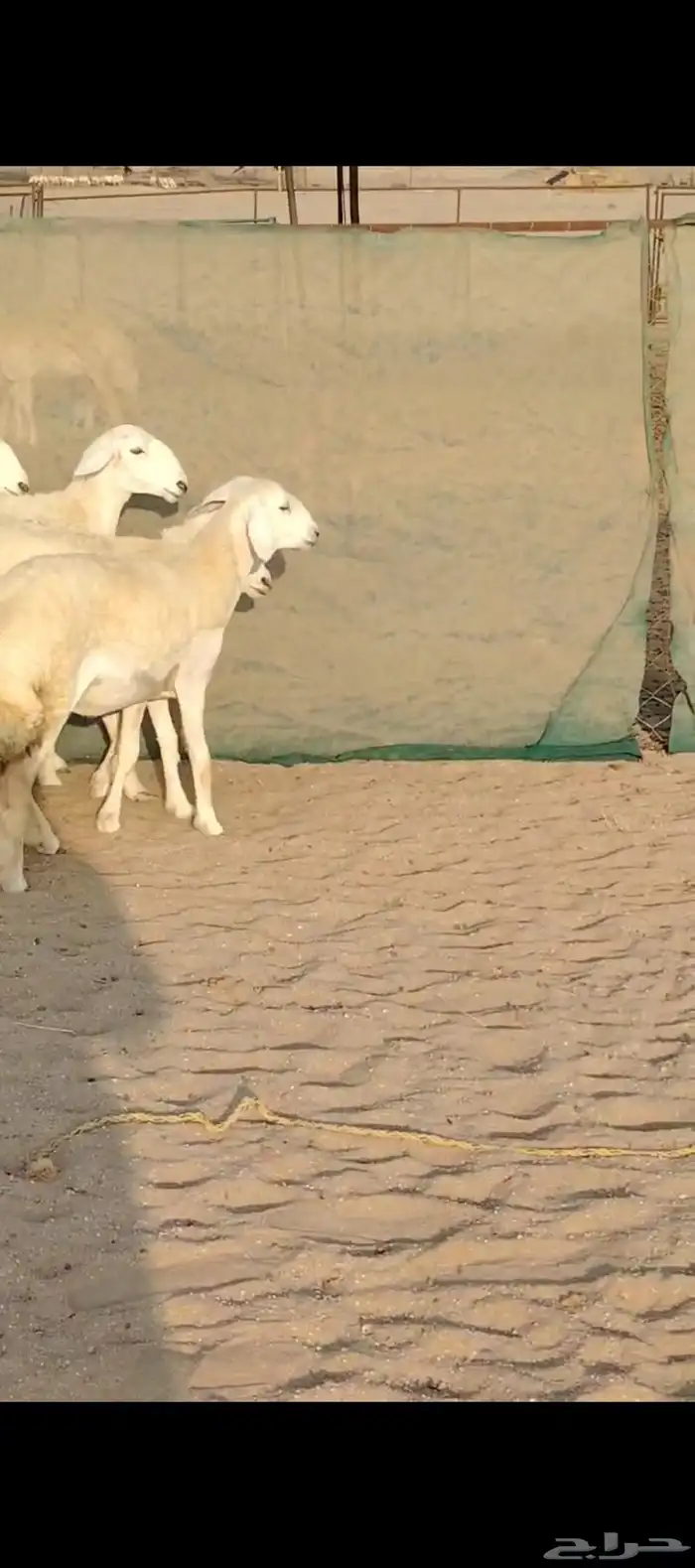 غنم حريات رخال جدعات 4