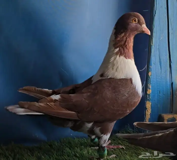 جوز سيكي شامي 0