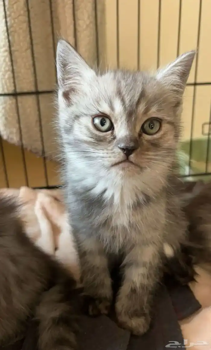 قط سكوتش ستريت للبيع 4