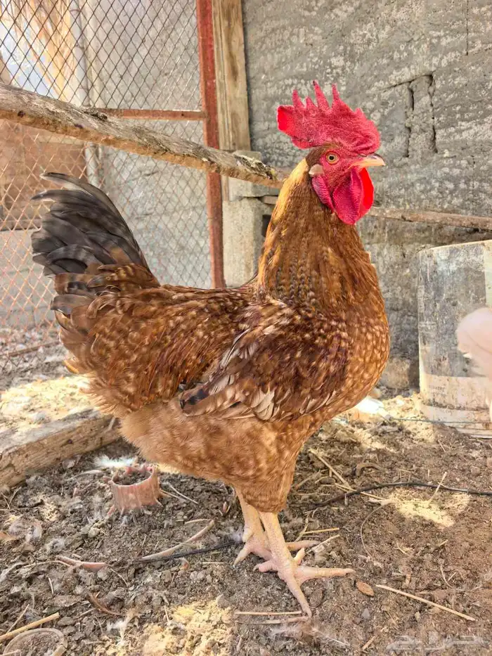 ديك للبيع عمر 9شهور حجم تم بيع 0