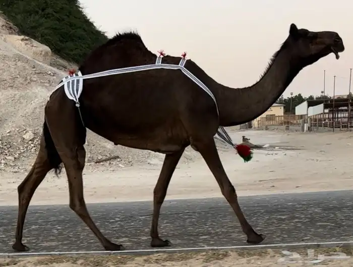 مجهم عشراء بنت وحيدان معزول منها 0