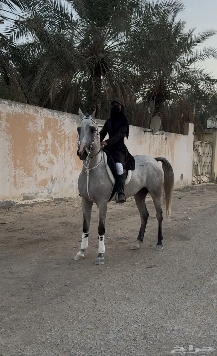 فرس شعبيه لقاح 8 شهور فاخره 3