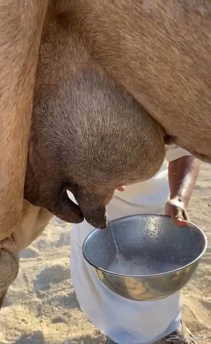 خلفه مصغر فيها الحليب 3