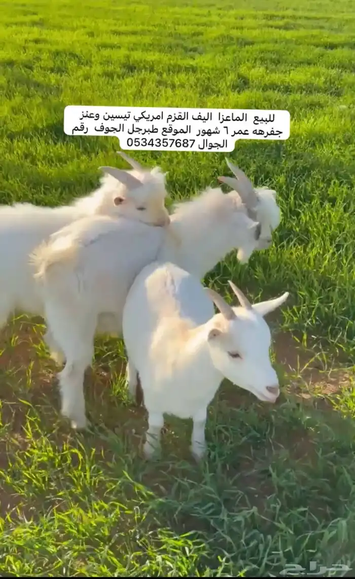 عنز وتيسين الامريكي قزم عمر6 شهور موقع طبرجل 0