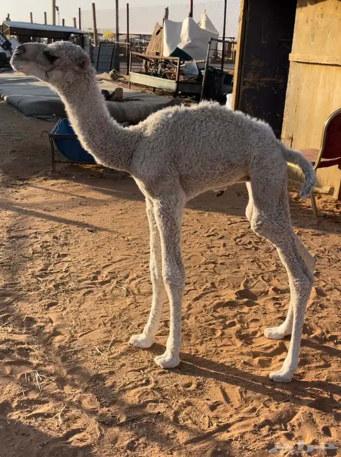 للبيع حوار ضيار 0