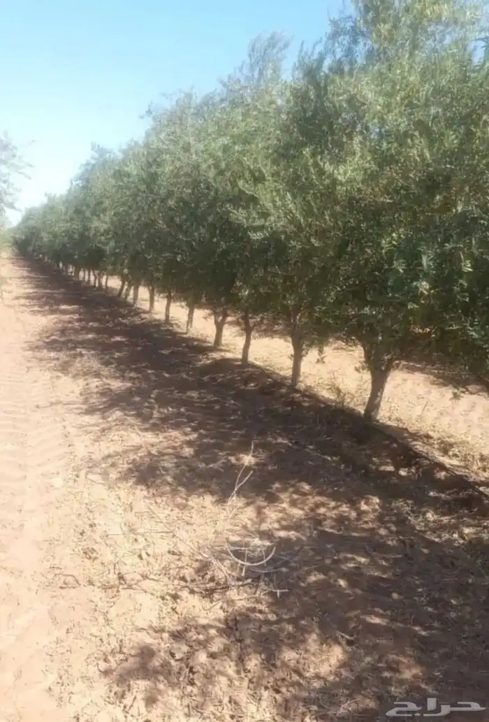 شجر ساق زيتون معمراشجار زيتون ساق معمر 4