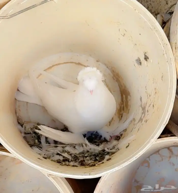 جوزين حمام نجفي 1