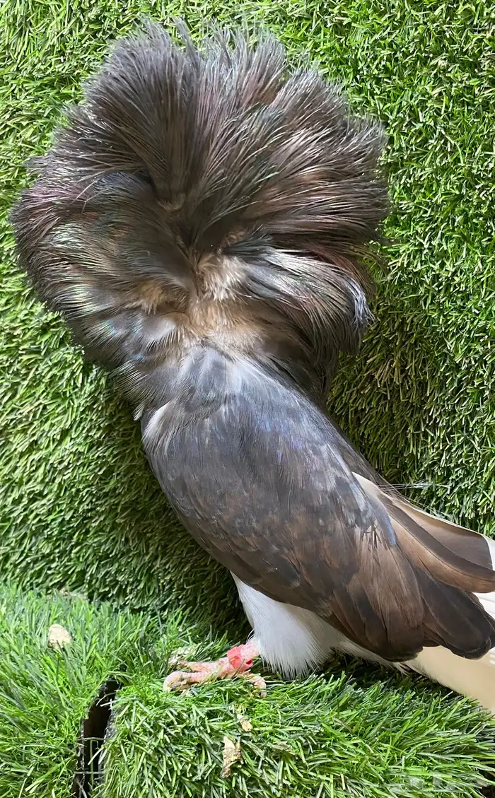 جوز جاكوبين للبيع 11