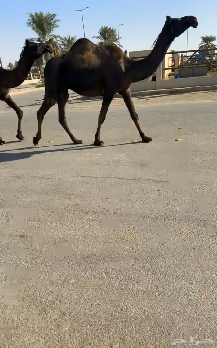 لقحات مجاهيم 0