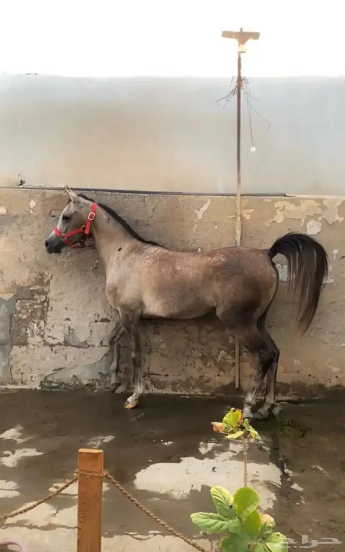 فرس لقاح 7 شهور تحتها مهره 5