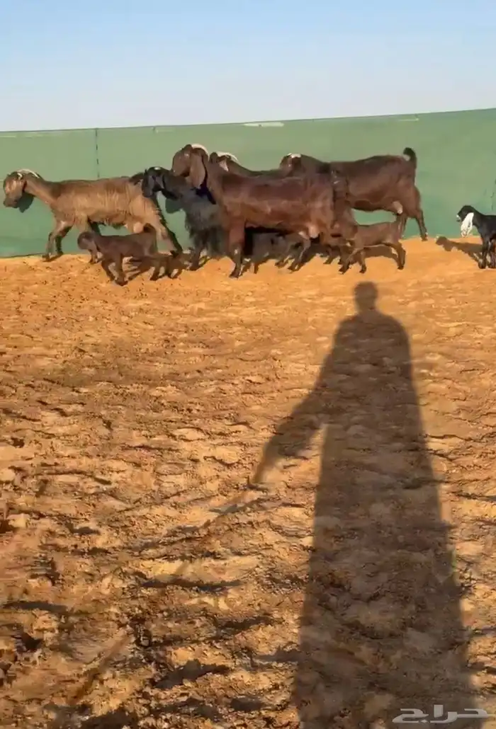 معزا قبرصيات 0