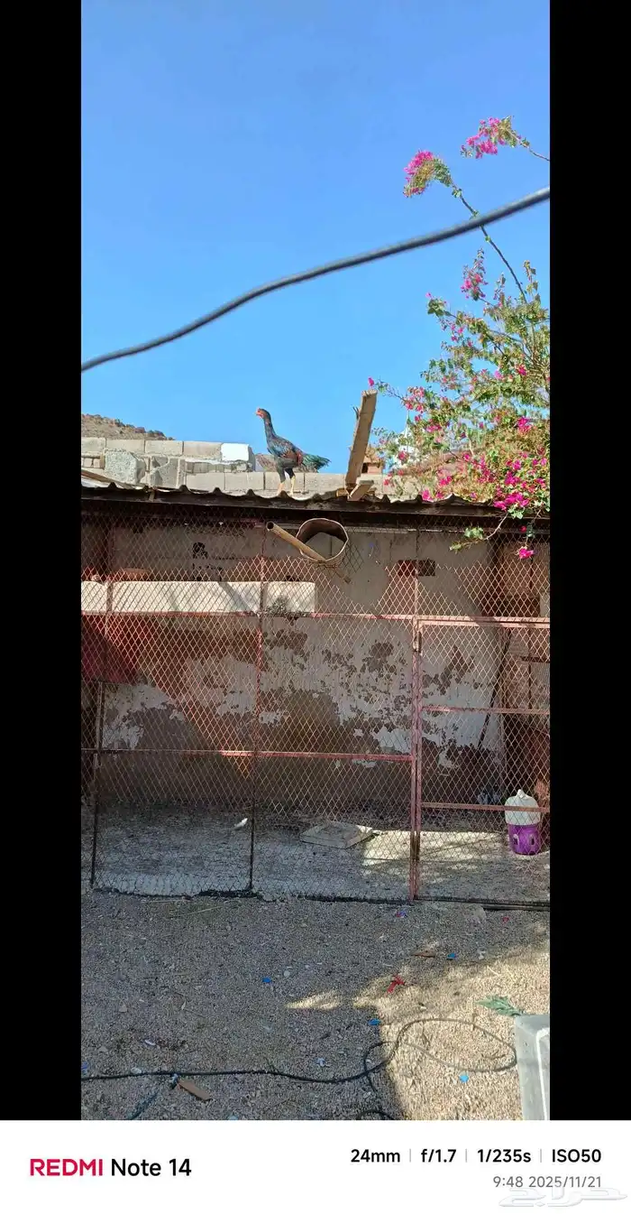 دجاح فاخر 10