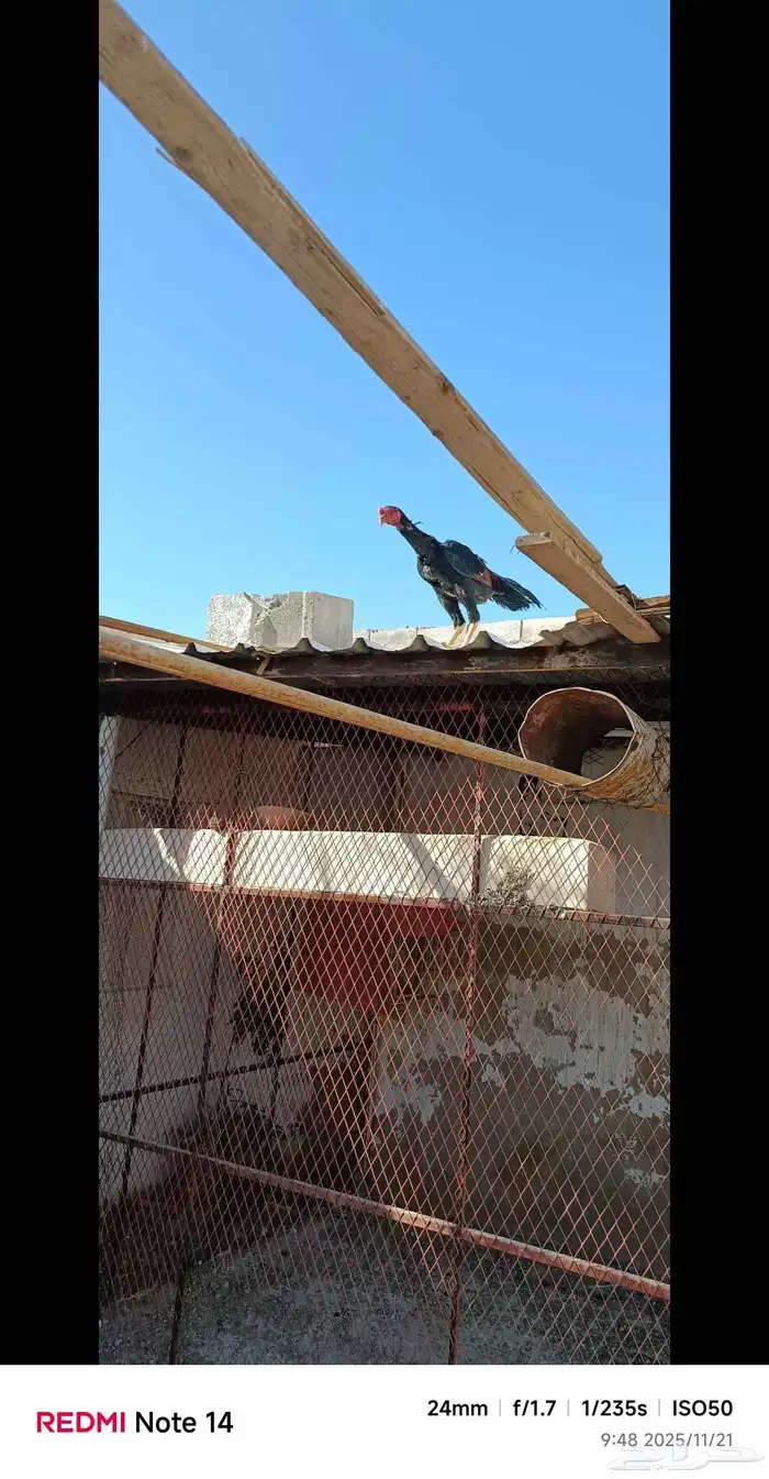 دجاح فاخر 11