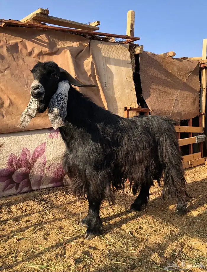 تيس عارضي فحل كفوو 3