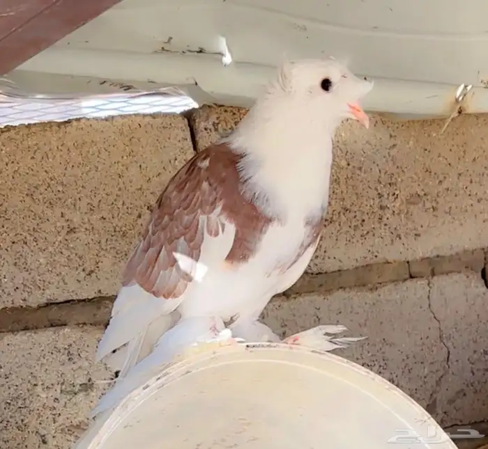 جوزين حمام نجفي 0