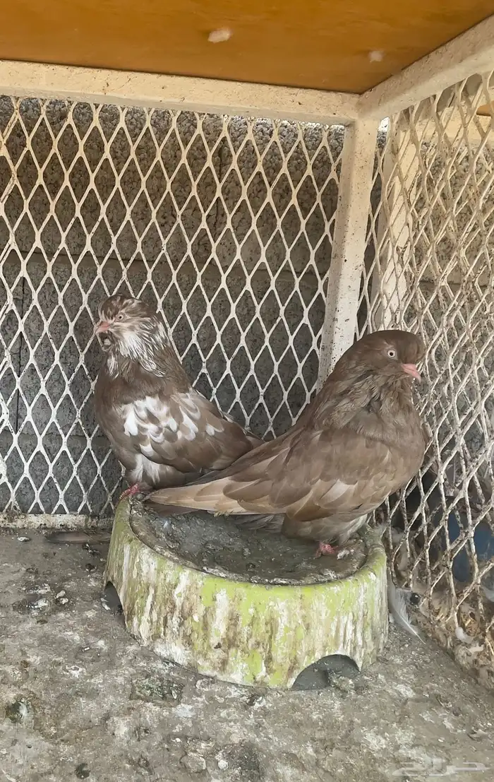 حمام دمستك 0