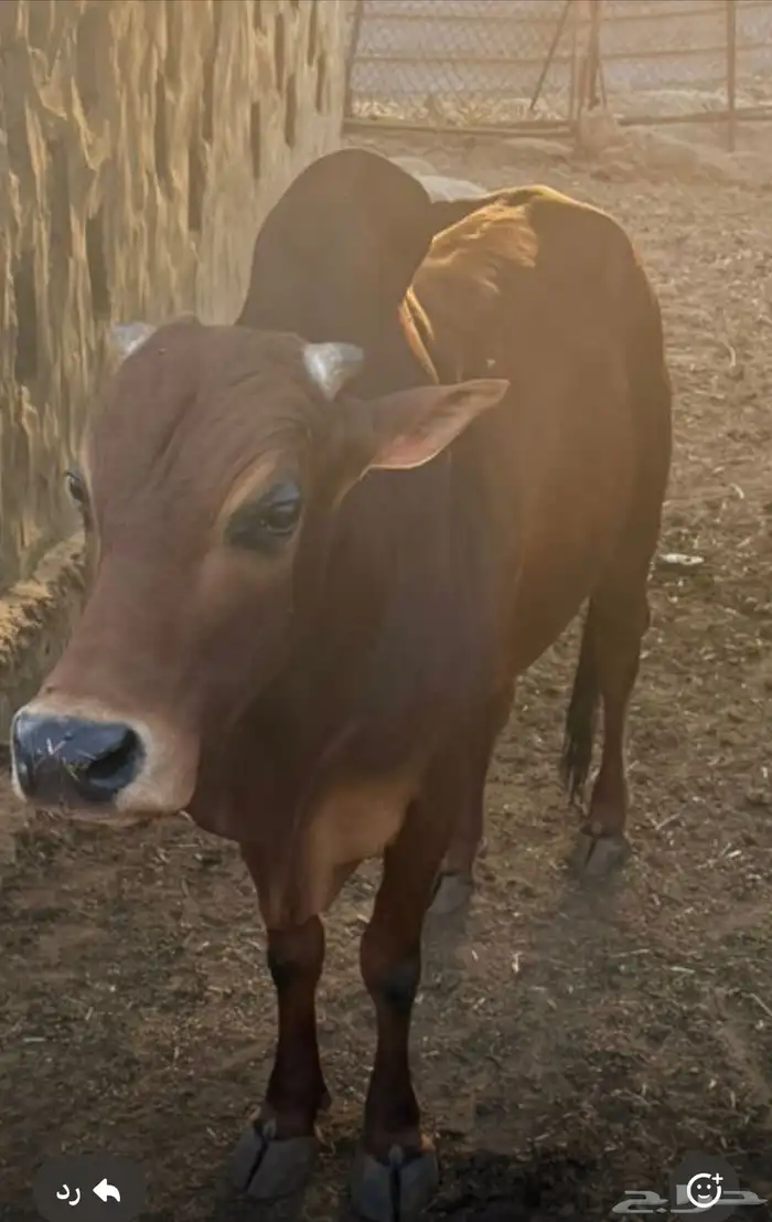 ثور للبيع شحم ولحم العمر 6 سنوات 0