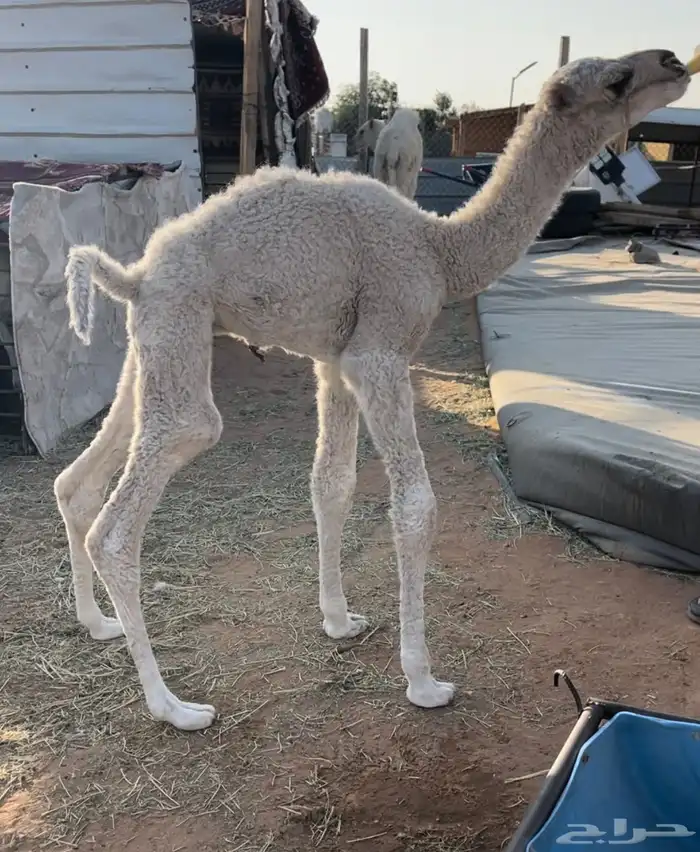 للبيع حوار ضيار 2