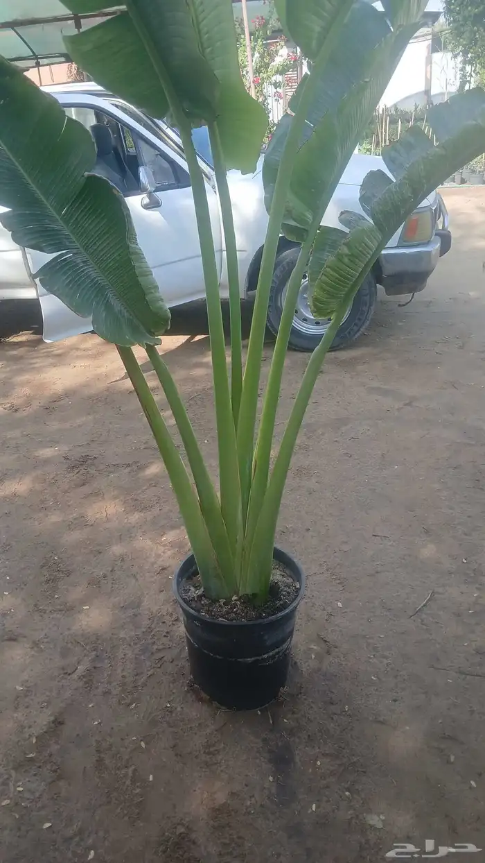 مشتال افندينه لي ازراعه وتنثيك الحديف و الشجار المثمره 1