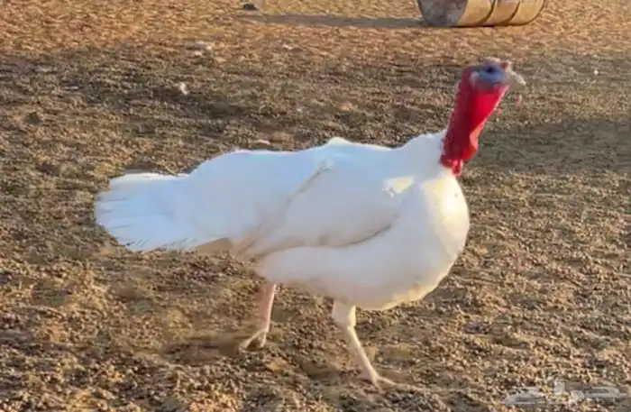 السلام عليكم ورحمة الله وبركاته للبيع دجاج رومي 0