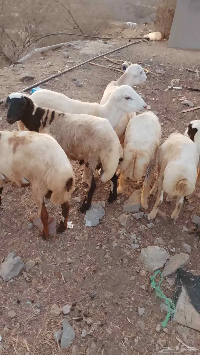 خرفان بلادي العدد 7 الموقع العيدابي 1