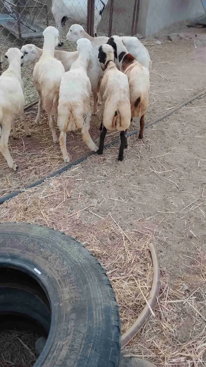 خرفان بلادي العدد 7 الموقع العيدابي 6