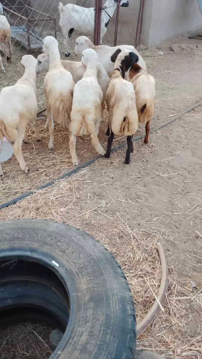 خرفان بلادي العدد 7 الموقع العيدابي 5