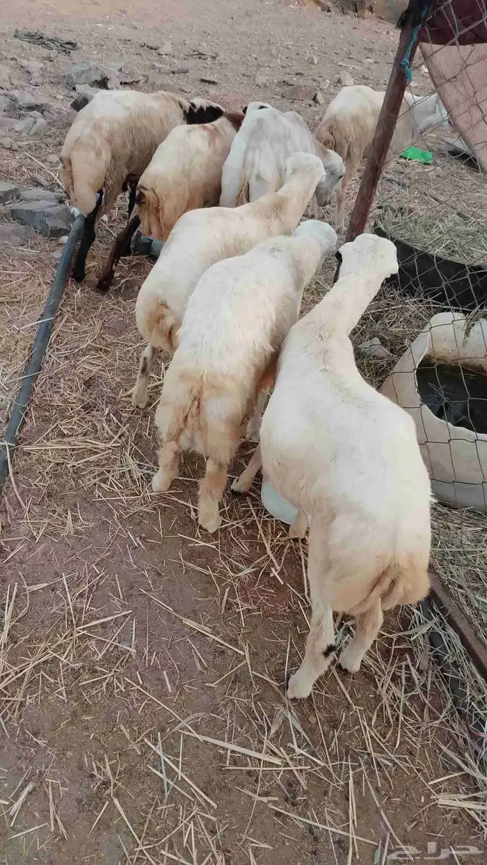 خرفان بلادي العدد 7 الموقع العيدابي 0