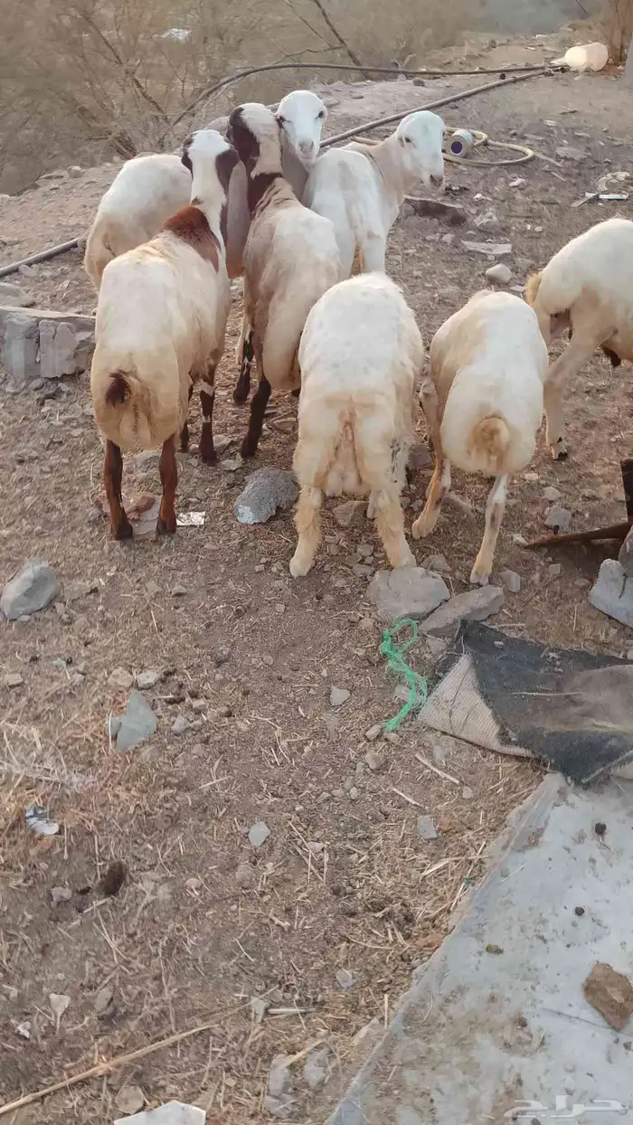 خرفان بلادي العدد 7 الموقع العيدابي 2