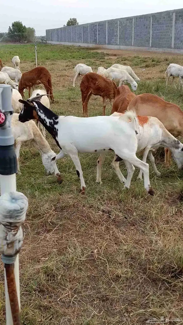 ماعز للبيع 4
