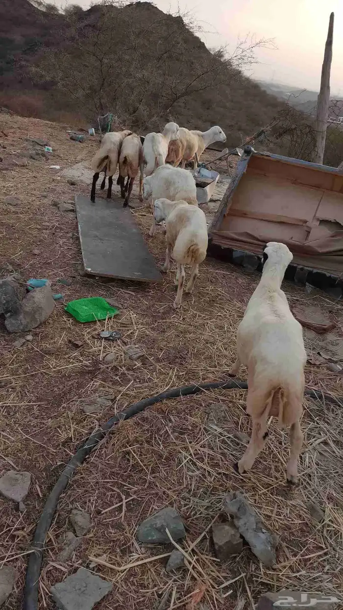 خرفان بلادي العدد 7 الموقع العيدابي 8