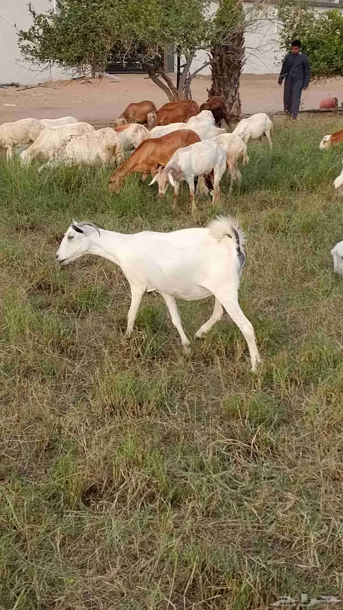 ماعز للبيع 8