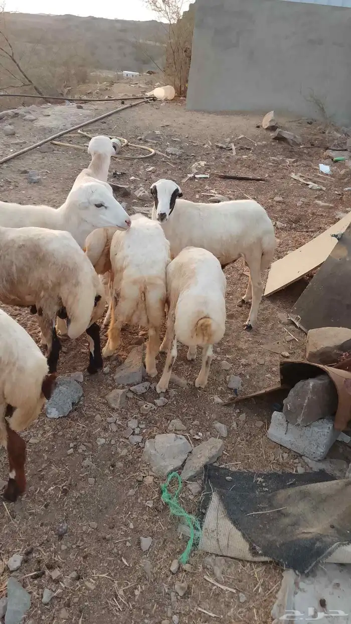 خرفان بلادي العدد 7 الموقع العيدابي 3