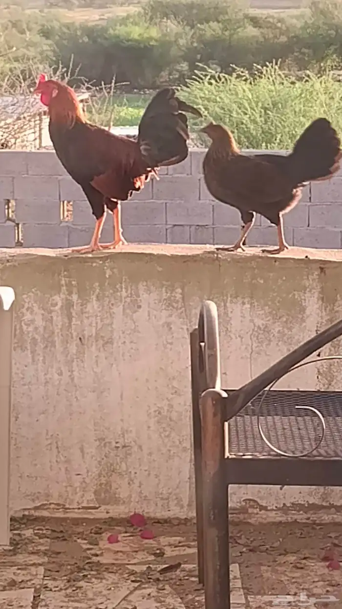 ديك بلدي  موقع بارق 2