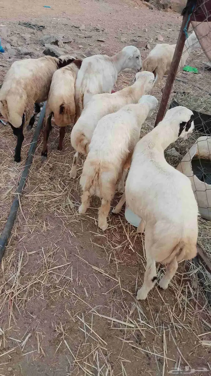 خرفان بلادي العدد 7 الموقع العيدابي 7