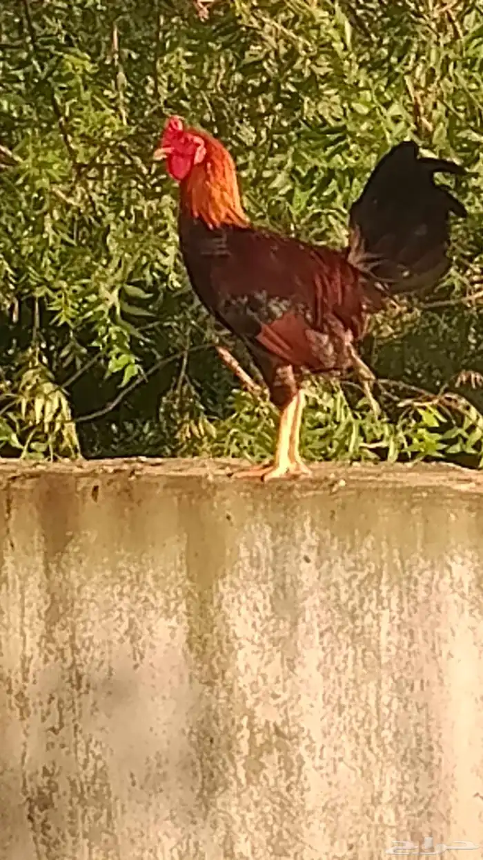 ديك بلدي  موقع بارق 1