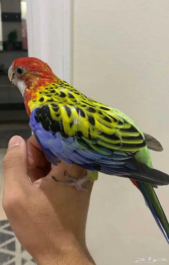 طير روزيلا تم البيع تم البيع 5