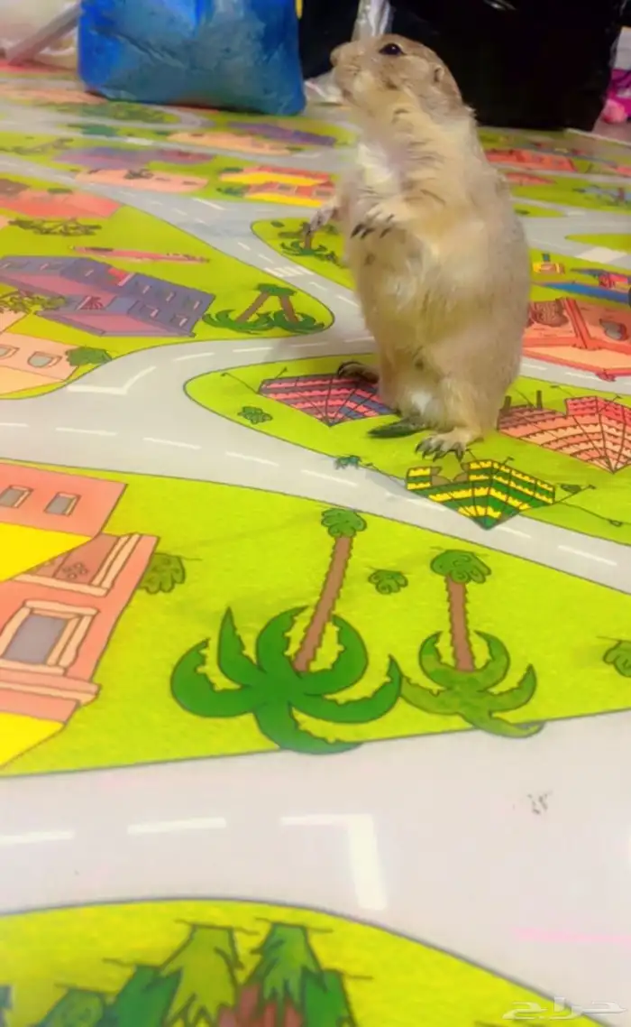 للبيع زوج سنجاب الحقول النادر 2