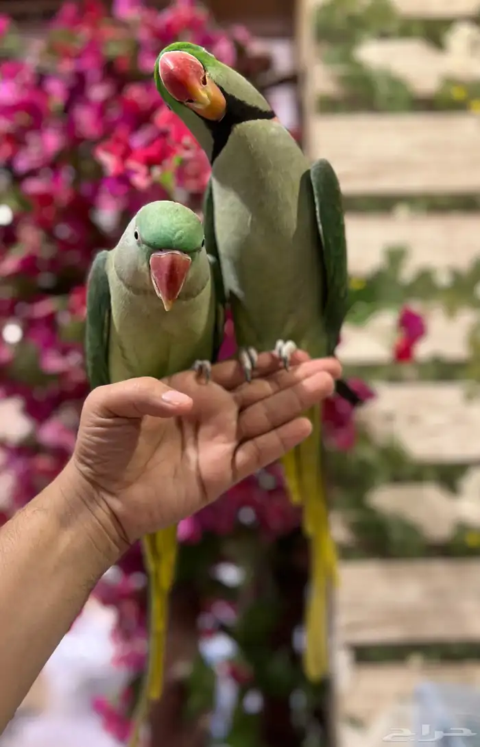 زوج دره نيبالي 3